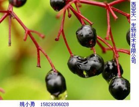 Elderberry P.E.  